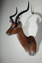 Impala Taxidermie wandmontage - Aepyceros melampus - 40 cm -, Nieuw