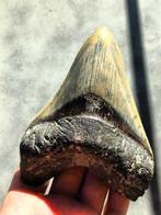 Megalodon - Fossiele tand - 120 mm - 90 mm, Verzamelen