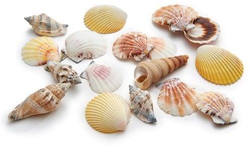 Schelpenmix Medium 1 kilo, Hobby en Vrije tijd, Knutselen, Nieuw, Ophalen of Verzenden