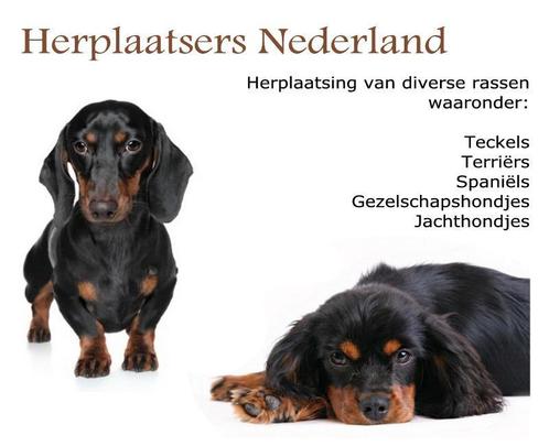 Kunt u of wilt u niet langer meer voor uw Teckeltje zorgen?, Dieren en Toebehoren, Honden | Teckels en Dashonden, Eén hond, 3 tot 5 jaar