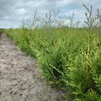 Thuja Brabant (groen, conifeer, Coniferen kopen?), Ophalen of Verzenden, Conifeer, Struik