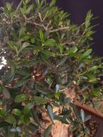 Olijfbonsai - Hoogte (boom): 35 cm - Diepte (boom): 35 cm -