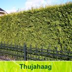 Thuja Occidentalis Brabant haag met kluit!, Tuin en Terras, Bloeit niet, Halfschaduw, Overige soorten