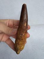 Dinosaurus - Fossiele tand - Spinosaurus aegyptiacus - 11.6, Verzamelen, Mineralen en Fossielen