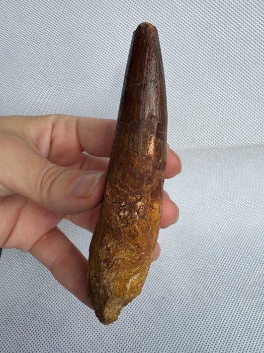 Dinosaurus - Fossiele tand - Spinosaurus aegyptiacus - 11.6, Verzamelen, Mineralen en Fossielen