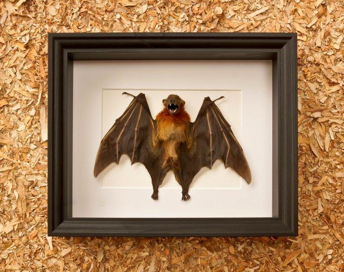 Vleermuis Taxidermie volledige montage - Cynopterus, Antiek en Kunst, Kunst | Niet-Westerse kunst