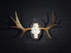 Large Northern Elk/Moose Schedel - Alces alces - 35 cm - 75, Nieuw