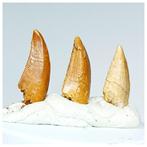 Verzameling van 3 mooiste tanden van de Raptor-dinosaurus, Verzamelen, Mineralen en Fossielen