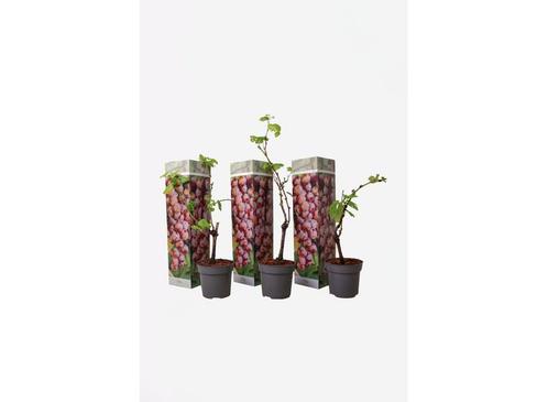 Druiven rood - set van 3, Huis en Inrichting, Kamerplanten, Verzenden