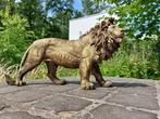 Beeld, Beeld, 60 cm long statue of golden bronze lion - 32, Antiek en Kunst
