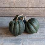 Porcelain Doll F1 pompoen zaden, Ophalen of Verzenden, Nieuw