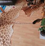 Giraf Balg - Giraffa Camelopardalis - 430 cm - 300 cm - 1 cm, Nieuw