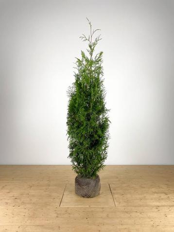 Thuja plicata Martin 180-200 cm beschikbaar voor biedingen
