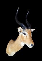 Kob - schoudermontage taxidermie Taxidermie volledige, Nieuw