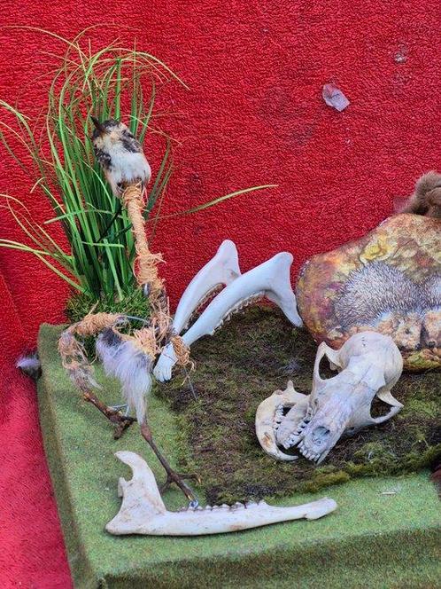 Big Bang dierenartige Set botten - Oiseaux et autres - Avec, Verzamelen, Dierenverzamelingen