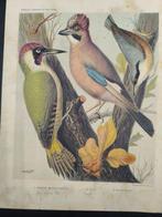 Cassel - 18 canaries and cage-birds, British and foreign