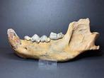 Rare cave hyena jaw - Gefossiliseerde kaak - Crocuta spelaea, Verzamelen