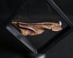 Vis - Fossiele schedel - Craneo de Mawsonia, Verzamelen, Mineralen en Fossielen
