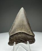 Witte haai - Fossiele tand - 5.2 cm - 3.5 cm, Verzamelen, Mineralen en Fossielen