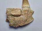 Mosasaurus - Fossiele tand - 7 cm (Zonder Minimumprijs)