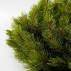 Richmond Kerstkrans - Ø60 cm - Groen, Diversen, Verzenden, Nieuw