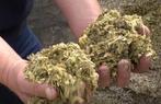 Snijmais oogst 2023 ca 39% droge stof VEM 1040 Zetmeel 400, Zakelijke goederen, Agrarisch | Veevoer