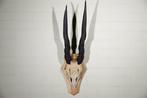 African Antelope Schedel - Common Eland - Taurotragus oryx -, Verzamelen, Dierenverzamelingen, Nieuw