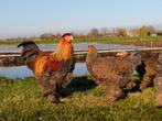 Tamme grote Brahmas, lieve kippen | Ingeënt en gezond, Dieren en Toebehoren, Pluimvee, Meerdere dieren, Kip