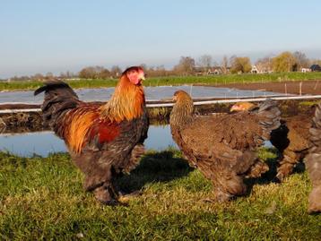 Tamme grote Brahmas, lieve kippen | Ingeënt en gezond beschikbaar voor biedingen