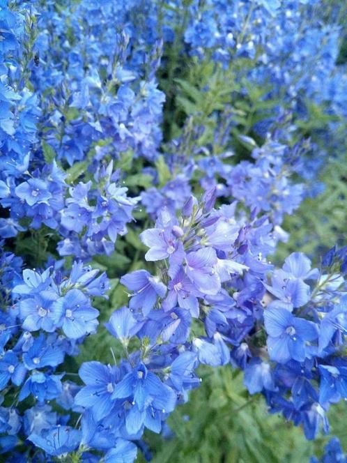 Ereprijs Veronica spicata Ulster Dwarf Blue / knallblau, Tuin en Terras, Planten | Tuinplanten, Vaste plant, Volle zon, Zomer