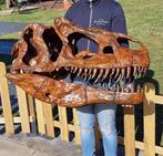 Dinosaurus Schedel - 1:1 XXL Allosaurus Skull - Museum