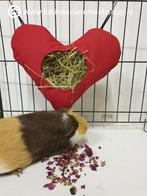 De  VALENTIJN  shop voor cavia en konijn, Ophalen of Verzenden, Nieuw, Overige typen