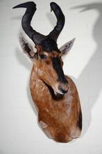 Hartenbeest Taxidermie wandmontage - Alcelaphus buselaphus -, Verzamelen, Nieuw