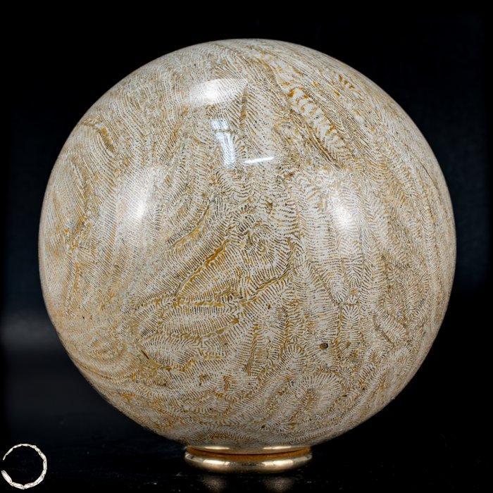 Natuurlijk AA+++ Fossiel Goniopora-koraalbol, Australië,, Verzamelen, Mineralen en Fossielen