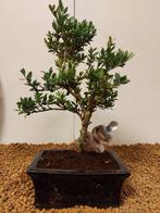 Japanese holly bonsai (Ilex crenata) - Hoogte (boom): 24 cm
