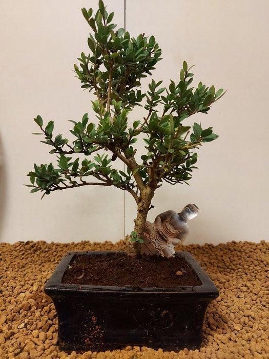 Japanese holly bonsai (Ilex crenata) - Hoogte (boom): 24 cm, Antiek en Kunst, Curiosa en Brocante