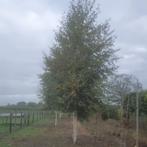 Ruwe berk - Betula pendula - Omtrek: 25-30 cm | Hoogte: 400, Tuin en Terras, Planten | Bomen, Ophalen of Verzenden