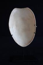 Borstjuwelen - Melo Melo - Boiken - Prinz-Alexander-Gebirge