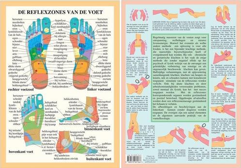 Anatomie poster voetreflexologie (Nederlands, gelamineerd..., Sport en Fitness, Overige Sport en Fitness, Verzenden