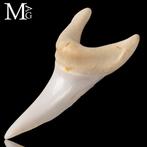 Mako-tand – bovenste voorste tand - 43 mm - Isurus