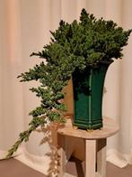 XL juniperus bonsai cascade in grote bonsaipot - Hoogte