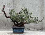 Bonsai Tijm - Hoogte (boom): 20 cm - Diepte (boom): 37 cm -