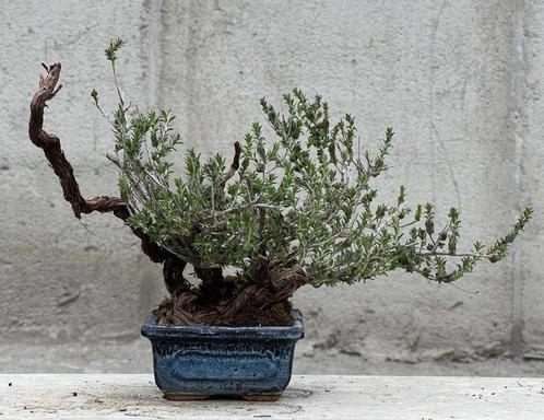 Bonsai Tijm - Hoogte (boom): 20 cm - Diepte (boom): 37 cm -, Antiek en Kunst, Curiosa en Brocante