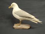 IJslandse meeuw Taxidermie volledige montage - Larus, Nieuw