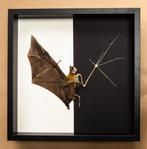 Vleermuis Taxidermie volledige montage - Cynopterus