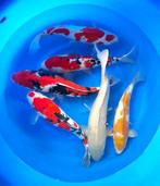 Hirasawa Marusei 45-55cm (Japanse Koi), Karper of Koi