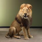 Leeuw Taxidermie Opgezette Dieren By Max, Verzamelen, Dierenverzamelingen, Ophalen of Verzenden, Nieuw, Wild dier, Opgezet dier