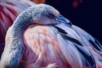 Viktoria Farkas - Dreaming in Pink - Elegant Flamingo