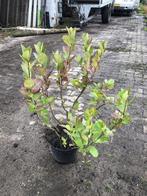 25x Bosplantsoen Euonymus, Viburnum, Amelanchier, Cornus,, Nieuw