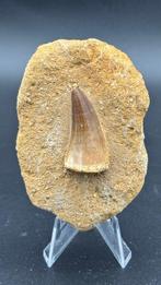 Mosasaurus - Fossiele tand - Mosasaurus sp. - 9 cm - 6 cm, Verzamelen, Mineralen en Fossielen